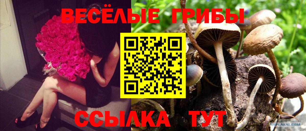 Железногорск  Галлюциногенные грибы Cubensis  Вход с VPN 